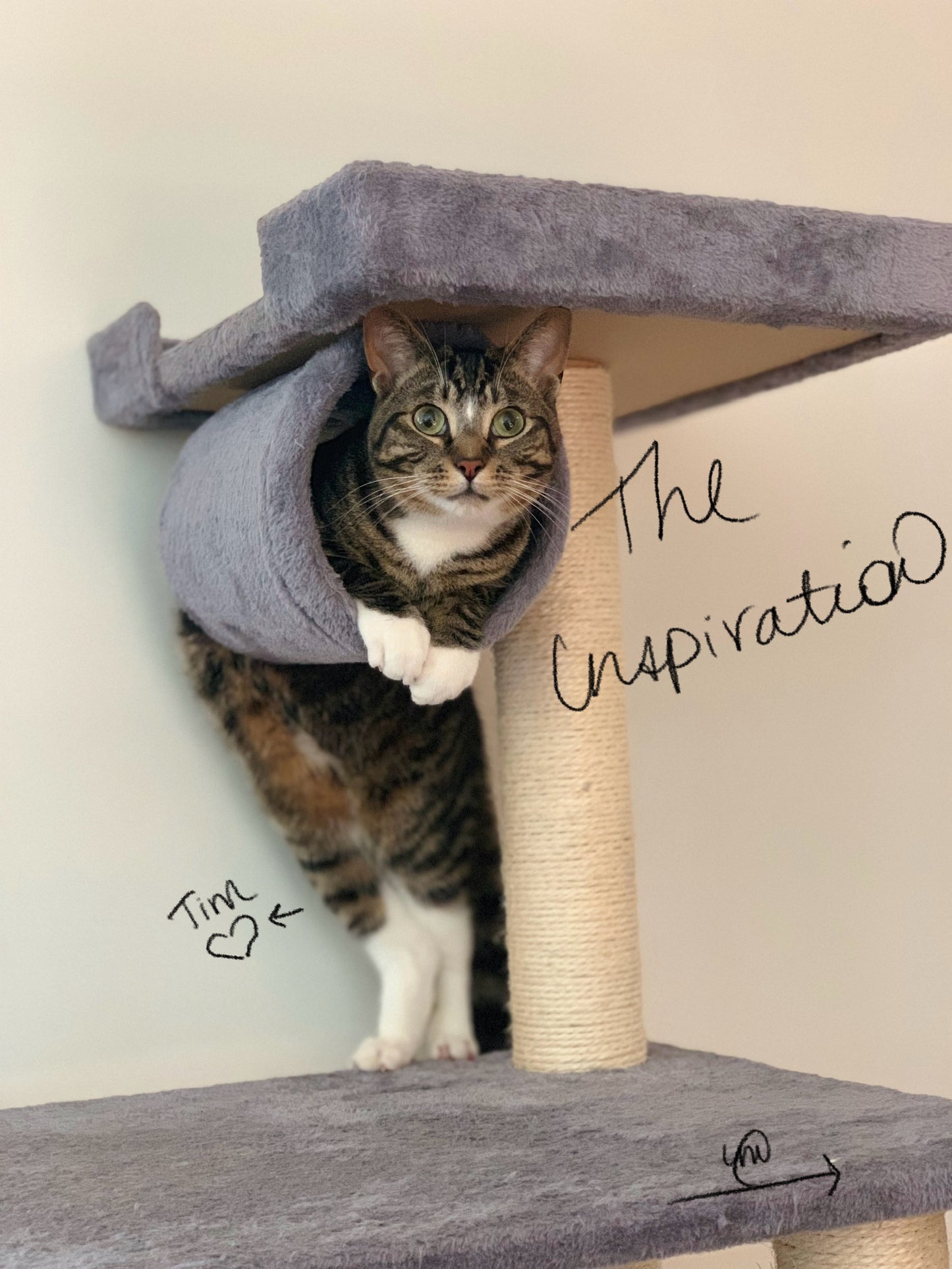 Hang in There (Tim)