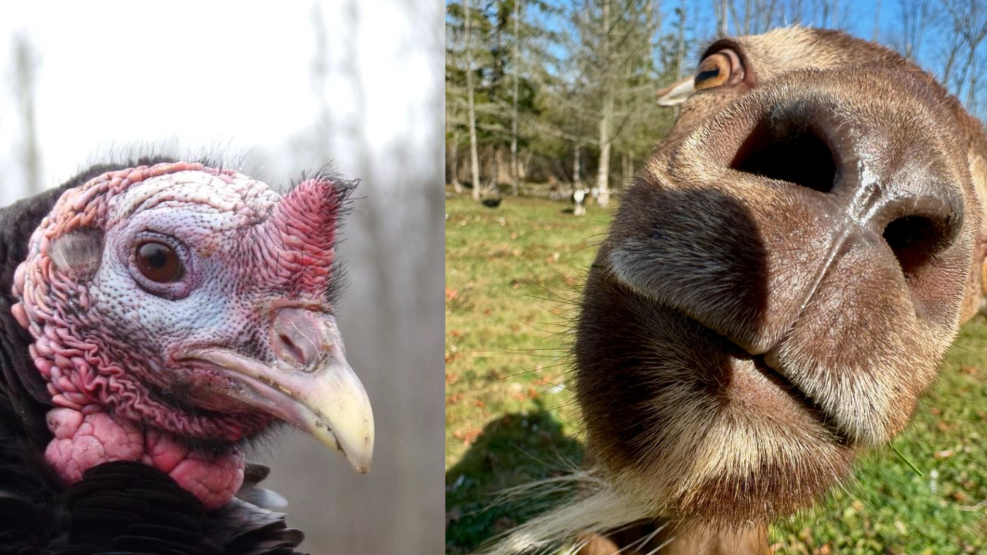 Collage of different animals from animal sanctuary: Turkey, goat, ducks, pig