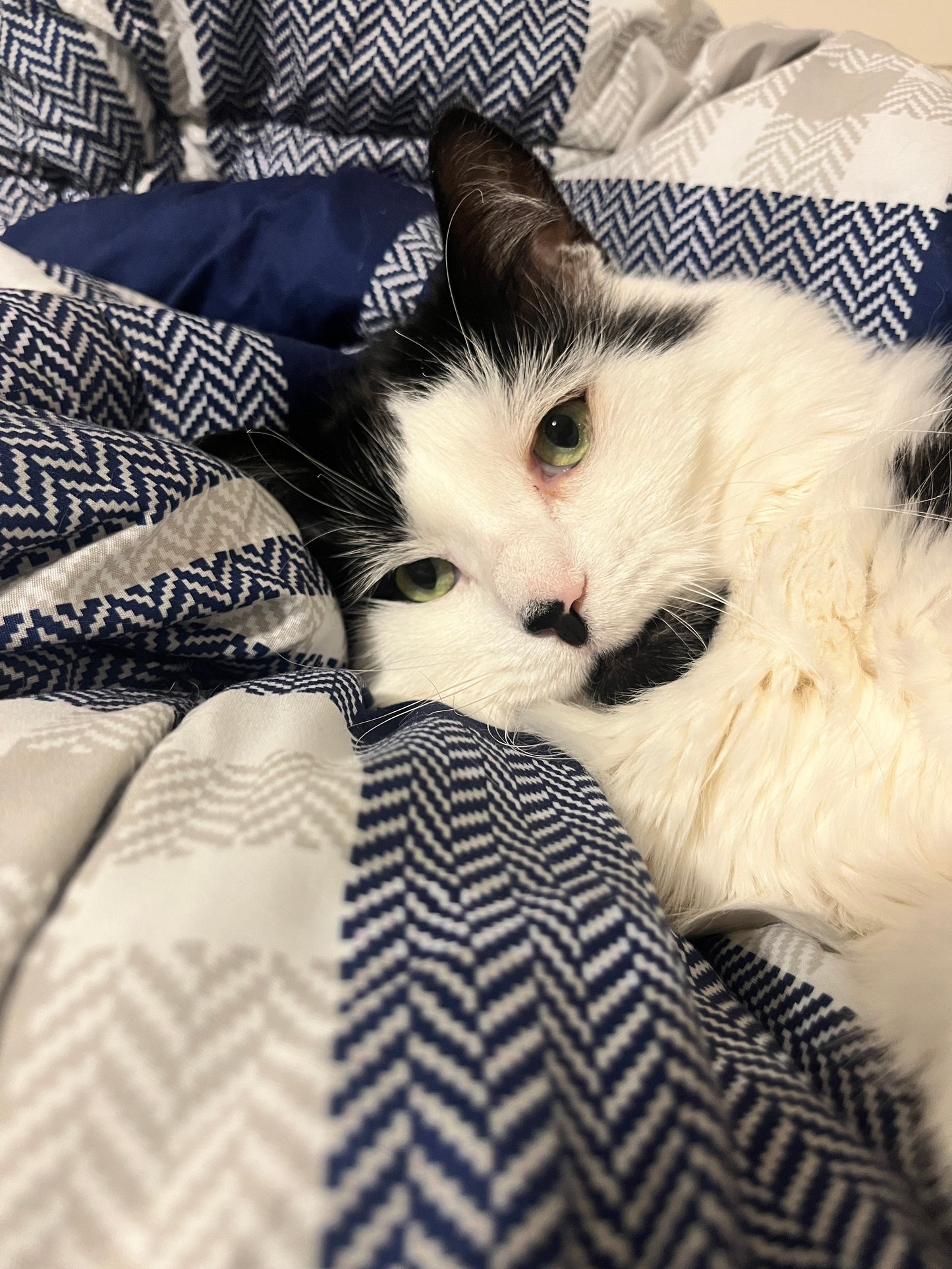Little Lion Man (Bart)