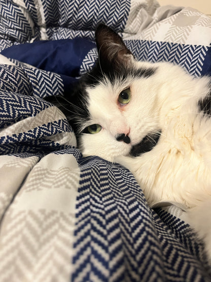 Little Lion Man (Bart)