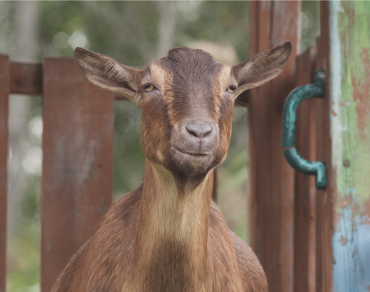 Jasper the brown goat from Grey's Haven Farm Sanctuary