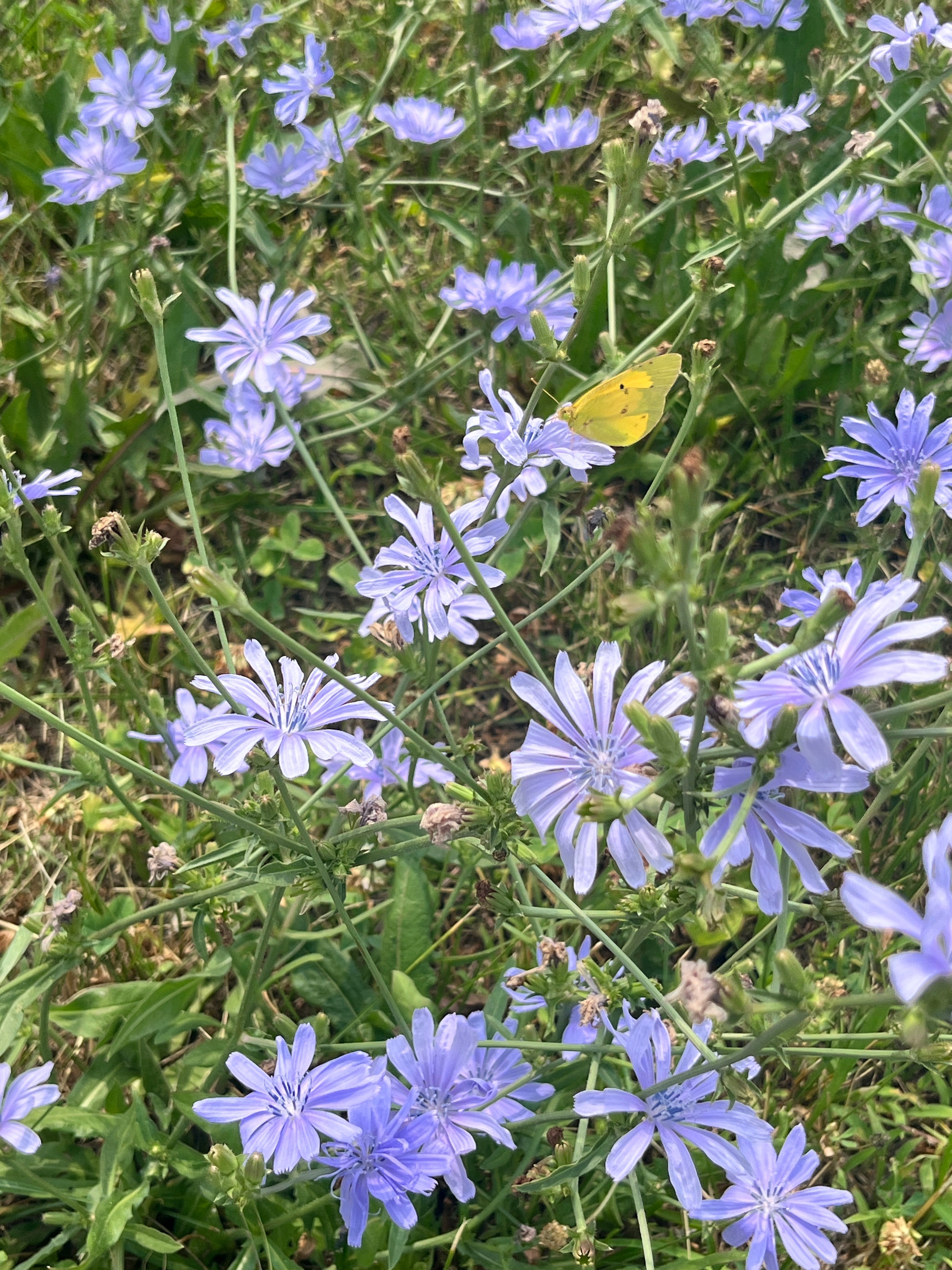 Purple flowers in grass with yellow butterfly